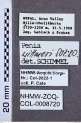 Etiketten zu Penia wittmeri (NHMW-ZOO-COL-0008720)